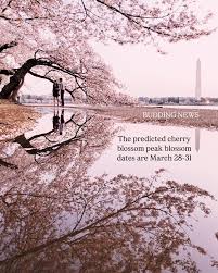 Image result for "cherry blossom" washington