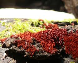 Attēlu rezultāti vaicājumam “Clastoderma debaryanum spores”