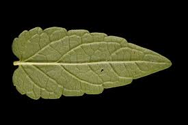 Attēlu rezultāti vaicājumam “Scutellaria galericulata leaf”