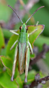 Attēlu rezultāti vaicājumam “Omocestus viridulus”