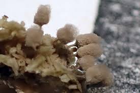 Attēlu rezultāti vaicājumam “Arcyria imperialis”