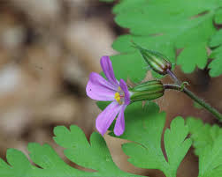 Attēlu rezultāti vaicājumam “Geranium robertianum flower”