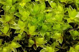 Attēlu rezultāti vaicājumam “Bryum pseudotriquetrum”