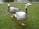 happiest duck