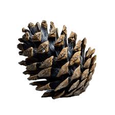 Attēlu rezultāti vaicājumam “Pinus ponderosa fruit”