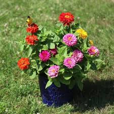 Image result for Zinnia violacea
