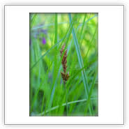 Attēlu rezultāti vaicājumam “Carex vulpina”