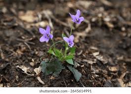 Attēlu rezultāti vaicājumam “Viola collina”