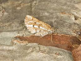 Attēlu rezultāti vaicājumam “Bupalus piniaria”