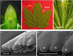 Attēlu rezultāti vaicājumam “Acer pseudoplatanus leaf”