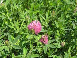 Attēlu rezultāti vaicājumam “Trifolium medium”