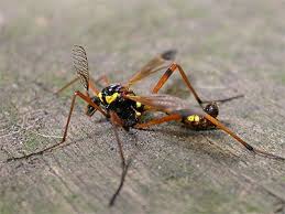 Attēlu rezultāti vaicājumam “Dictenidia bimaculata male”