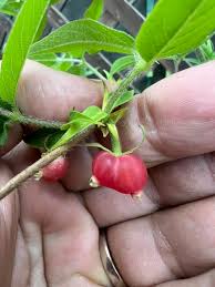 Attēlu rezultāti vaicājumam “Lonicera caprifolium fruit”