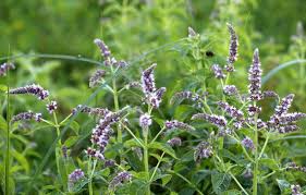 Attēlu rezultāti vaicājumam “Mentha longifolia”