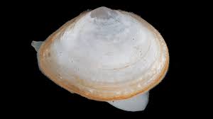 Attēlu rezultāti vaicājumam “Macoma baltica”