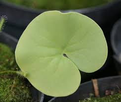 Attēlu rezultāti vaicājumam “Utricularia intermedia leaf”