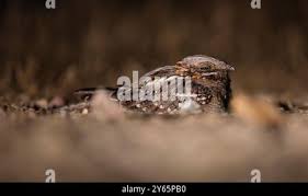Image result for Caprimulgus ruficollis