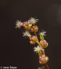 Attēlu rezultāti vaicājumam “Triglochin palustre fruit”