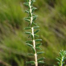 Attēlu rezultāti vaicājumam “Erica tetralix”