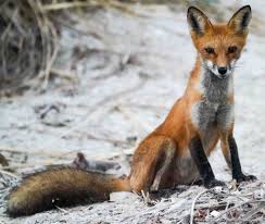 Attēlu rezultāti vaicājumam “Vulpes vulpes  juvenile”