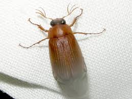 Attēlu rezultāti vaicājumam “Serica brunnea imago”