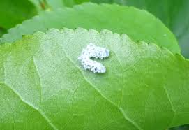 Attēlu rezultāti vaicājumam “Eriocampa ovata larva”