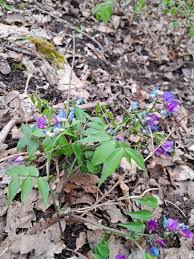 Attēlu rezultāti vaicājumam “Lathyrus vernus flower”