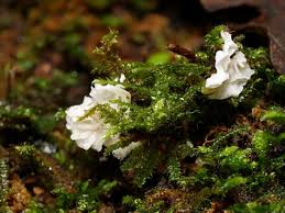 Attēlu rezultāti vaicājumam “Arrhenia retiruga”