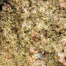 Attēlu rezultāti vaicājumam “Micarea sp.”