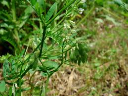 Attēlu rezultāti vaicājumam “Vicia hirsuta fruit”