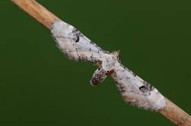 Attēlu rezultāti vaicājumam “Eupithecia centaureata”