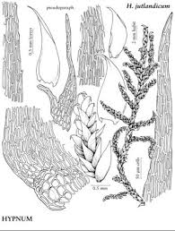Attēlu rezultāti vaicājumam “Hypnum jutlandicum”