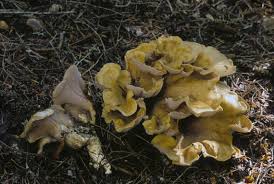 Attēlu rezultāti vaicājumam “Gomphus clavatus”