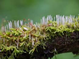 Attēlu rezultāti vaicājumam “Eocronartium muscicola”