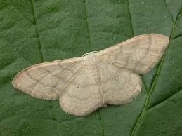 Attēlu rezultāti vaicājumam “Idaea straminata”
