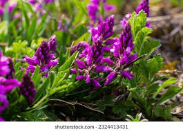 Attēlu rezultāti vaicājumam “Polygala vulgaris leaf”