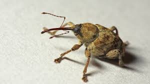 Attēlu rezultāti vaicājumam “Curculio venosus”