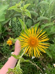 Image result for Inula helenium