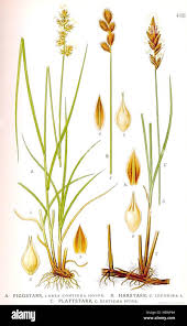 Attēlu rezultāti vaicājumam “Carex disticha”