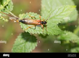Attēlu rezultāti vaicājumam “Necydalis major”