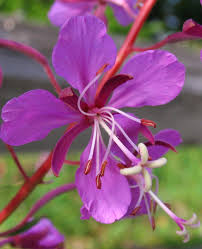 Attēlu rezultāti vaicājumam “Epilobium angustifolium leaf”