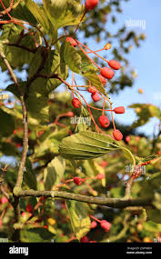 Attēlu rezultāti vaicājumam “Sorbus alnifolia fruit”