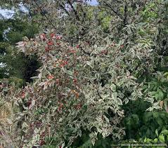 Attēlu rezultāti vaicājumam “Cornus mas”