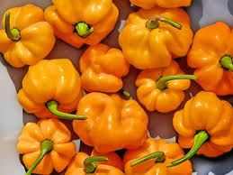 Afbeeldingsresultaat voor yellow mushroom hot pepper