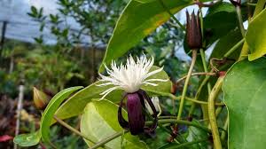 Attēlu rezultāti vaicājumam “Clematis fruit”