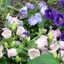 Image result for Marienglockenblumen