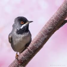 Image result for Sylvia rueppelli