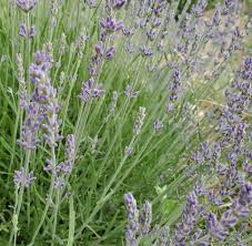 Attēlu rezultāti vaicājumam “Lavandula angustifolia bud”