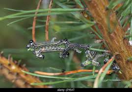 Attēlu rezultāti vaicājumam “Neodiprion sertifer larva”