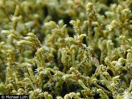 Attēlu rezultāti vaicājumam “Hedwigia ciliata sporophyte”